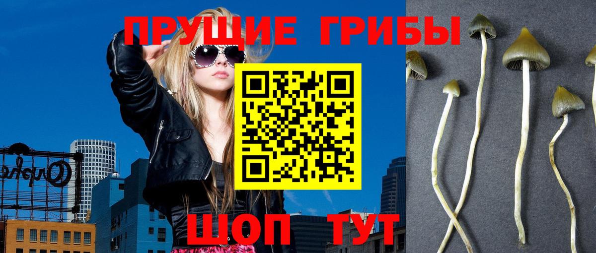 как найти закладки  Псилоцибиновые грибы мухоморы  Вход с VPN  Миллерово  Псилоцибиновые грибы GOLDEN TEACHER 
